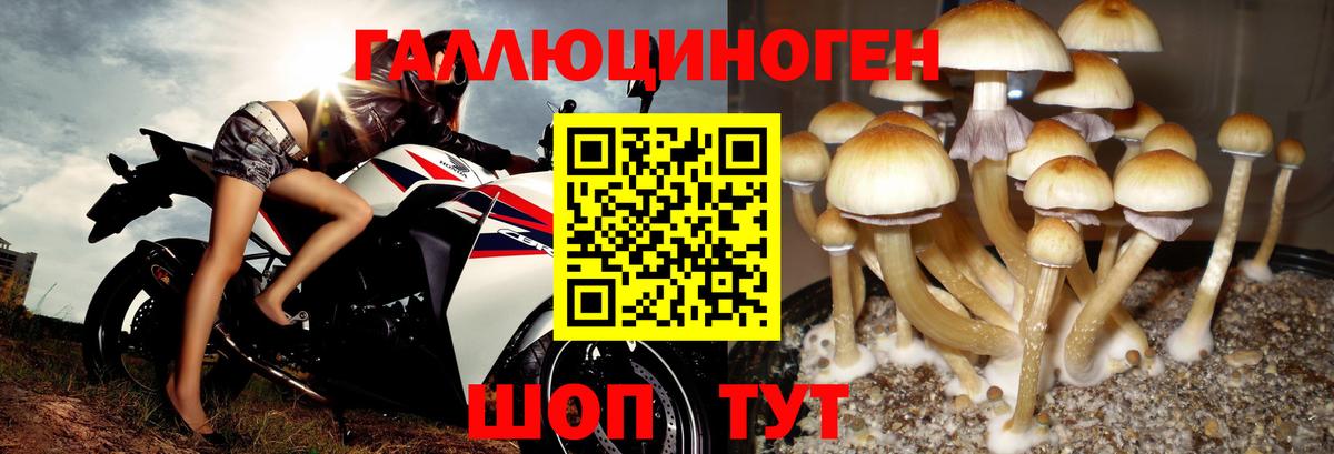 Галлюциногенные грибы Cubensis Курчалой